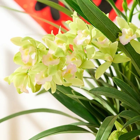 西安花卉租擺植物香蘭|西安嘉禾苗圃