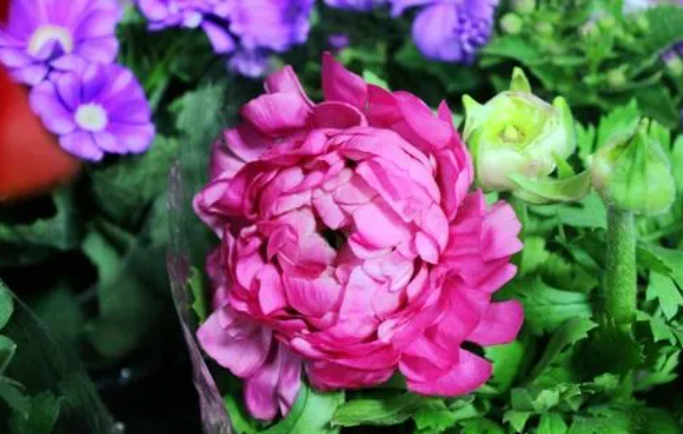 西安花卉租賃芹葉牡丹-花毛茛|西安嘉禾苗圃