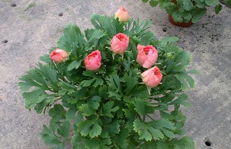 芹葉牡丹-花毛茛養(yǎng)護(hù)方法|西安嘉禾苗圃