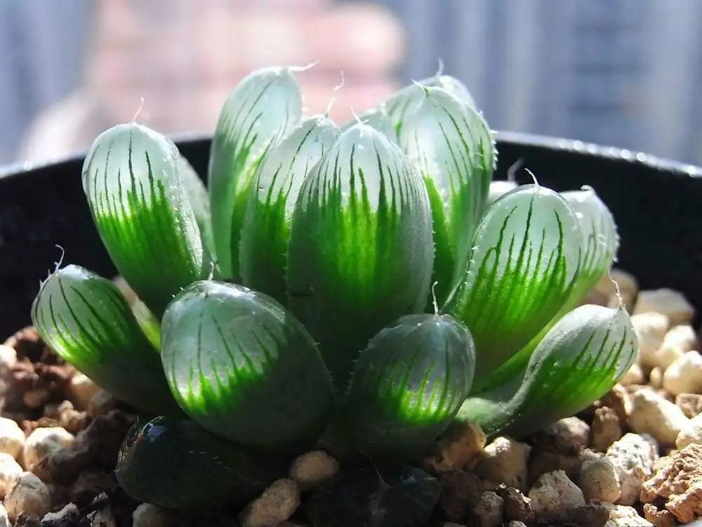 西安植物花卉租擺玉露|西安嘉禾苗圃