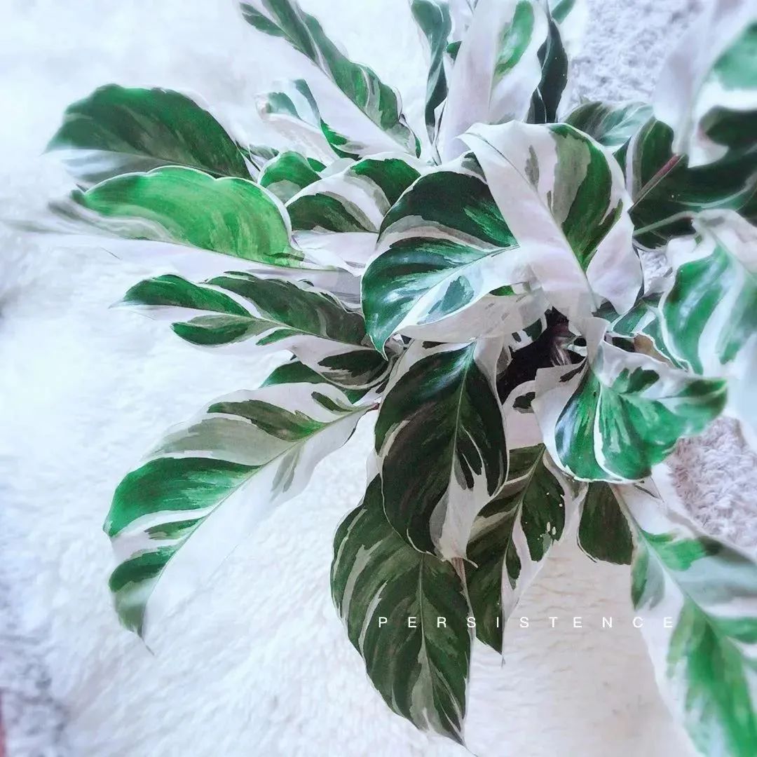 西安辦公室綠植租賃|西安嘉禾苗圃