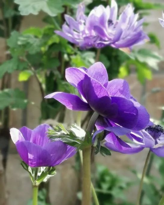 銀蓮花施肥養(yǎng)護(hù)|西安嘉禾苗圃 銀蓮花施肥養(yǎng)護(hù)|西安嘉禾苗圃