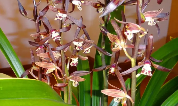 墨蘭施肥養(yǎng)護(hù)|西安嘉禾苗圃 墨蘭施肥養(yǎng)護(hù)|西安嘉禾苗圃