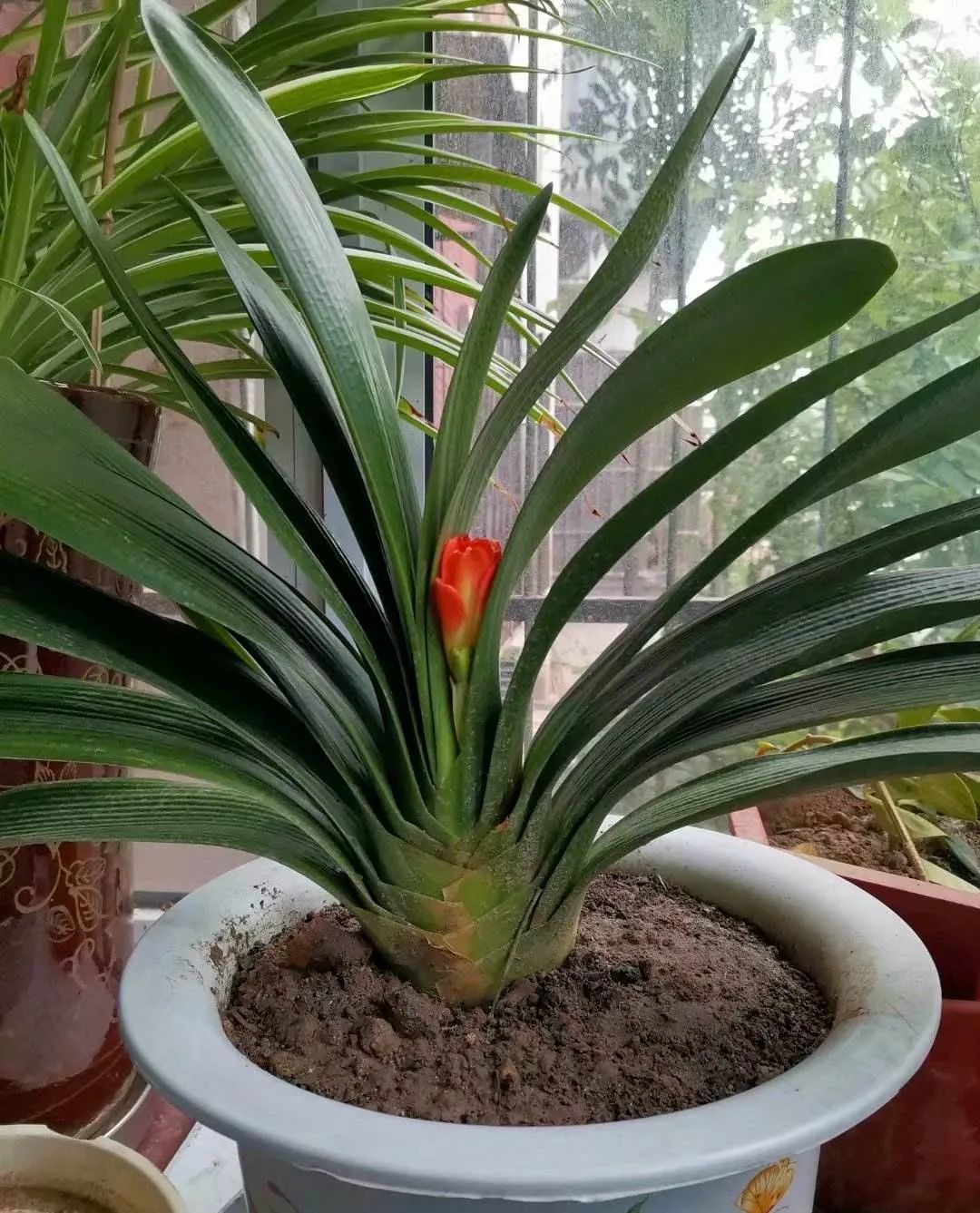 西安花卉租擺君子蘭|西安嘉禾苗圃