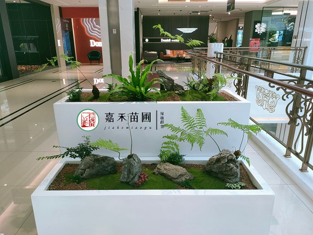 西安商場(chǎng)綠植花卉租擺|西安嘉禾苗圃 西安商場(chǎng)綠植花卉租擺|西安嘉禾苗圃