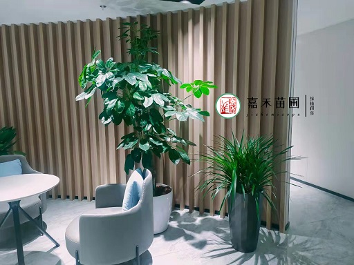 西安綠植花卉租賃效果|嘉禾苗圃 西安綠植花卉租賃效果|嘉禾苗圃