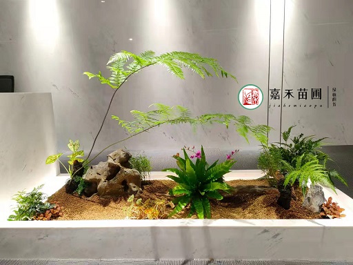 西安室內(nèi)花境設(shè)計|嘉禾苗圃 西安室內(nèi)花境設(shè)計|嘉禾苗圃