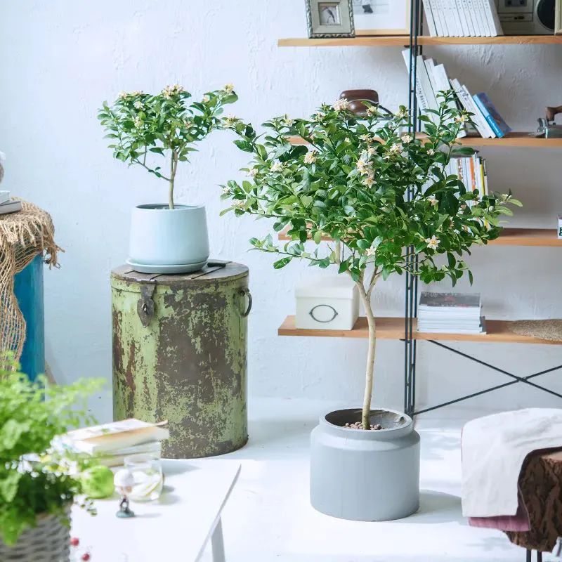 西安綠植盆栽租賃|西安嘉禾苗圃 西安綠植盆栽租賃|西安嘉禾苗圃