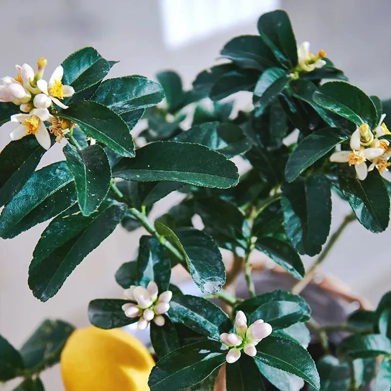 西安辦公室綠植盆栽租擺|西安嘉禾苗圃 西安辦公室綠植盆栽租擺|西安嘉禾苗圃