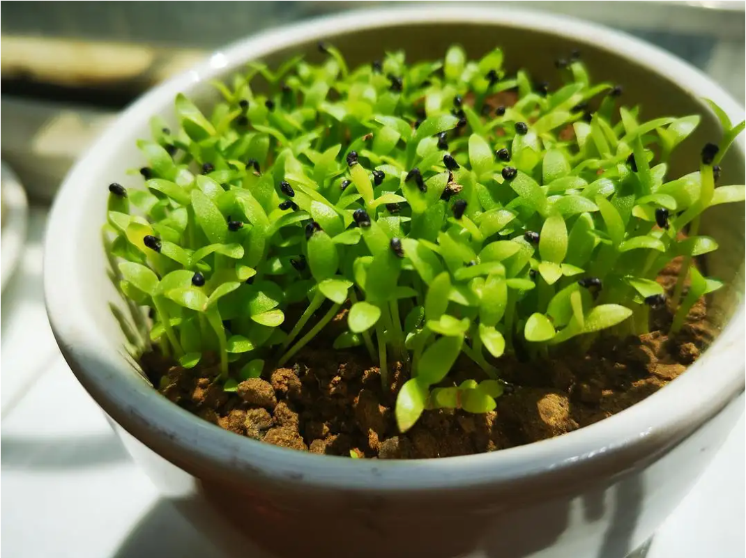 西安花卉租賃公司|西安嘉禾苗圃 西安花卉租賃公司|西安嘉禾苗圃