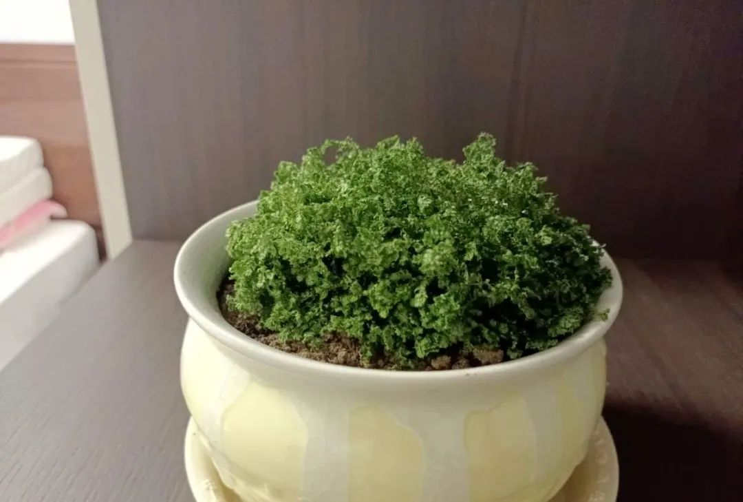 西安辦公室綠植租賃|西安嘉禾苗圃 西安辦公室綠植租賃|西安嘉禾苗圃