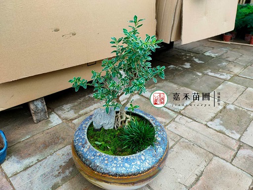 租賃綠植花卉公司|西安嘉禾苗圃 租賃綠植花卉公司|西安嘉禾苗圃