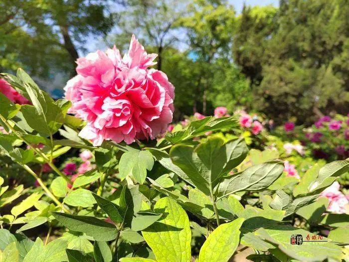 西安花卉租擺公司|西安嘉禾苗圃 西安花卉租擺公司|西安嘉禾苗圃