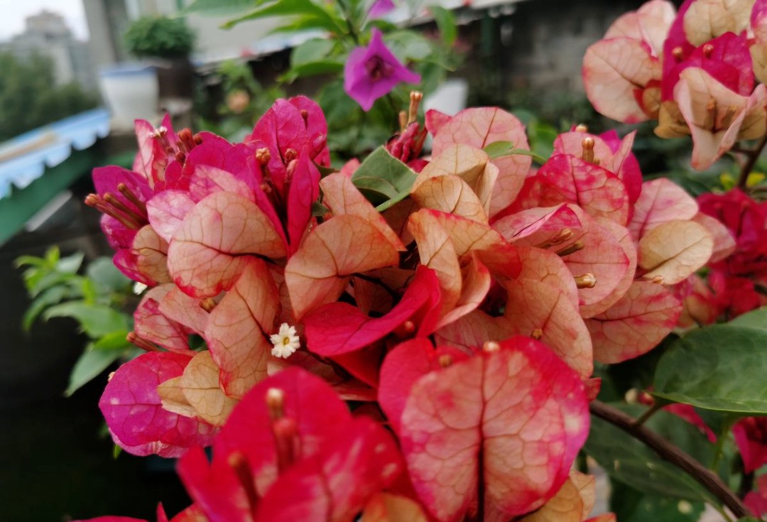 西安花卉租擺三角梅|西安嘉禾苗圃 西安花卉租擺三角梅|西安嘉禾苗圃