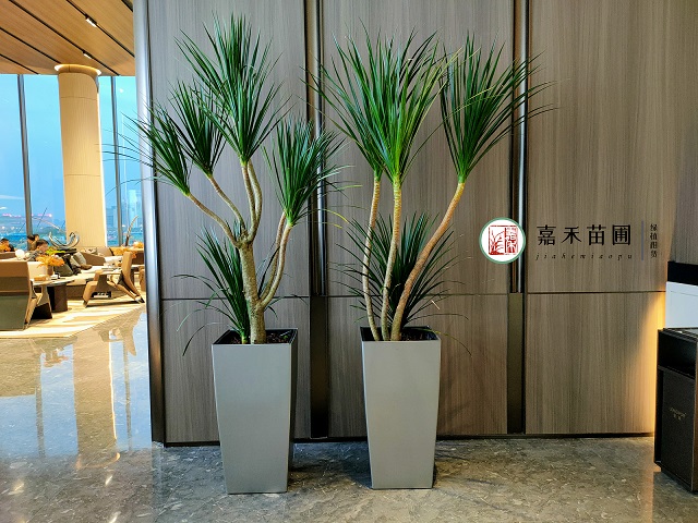 西安綠植植物租賃要點(diǎn)|西安嘉禾苗圃 西安綠植植物租賃要點(diǎn)|西安嘉禾苗圃