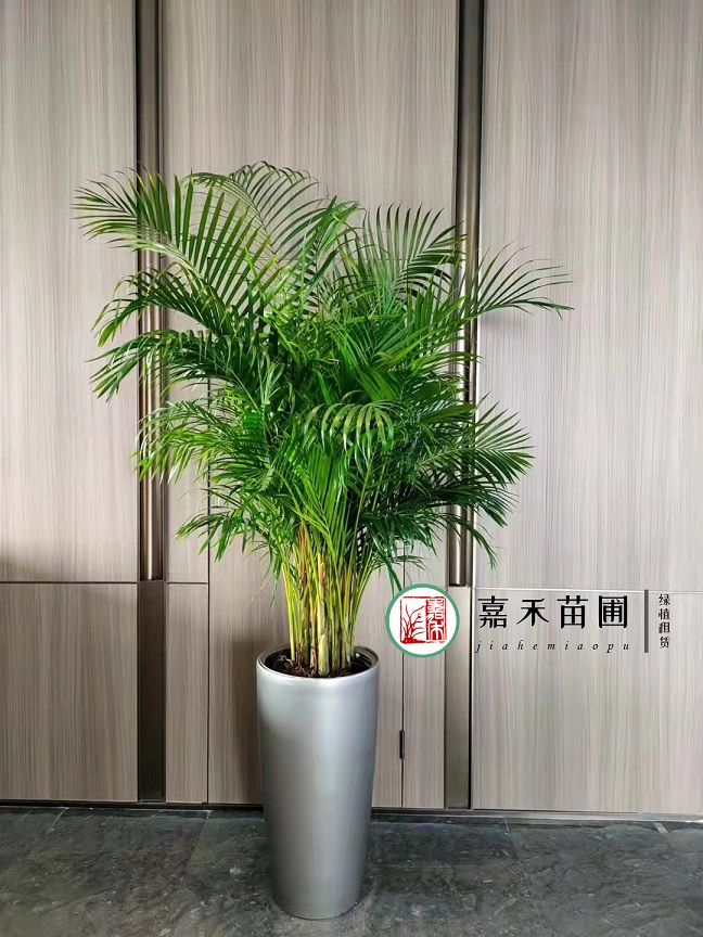 西安綠植植物租賃公司|西安嘉禾苗圃 西安綠植植物租賃公司|西安嘉禾苗圃