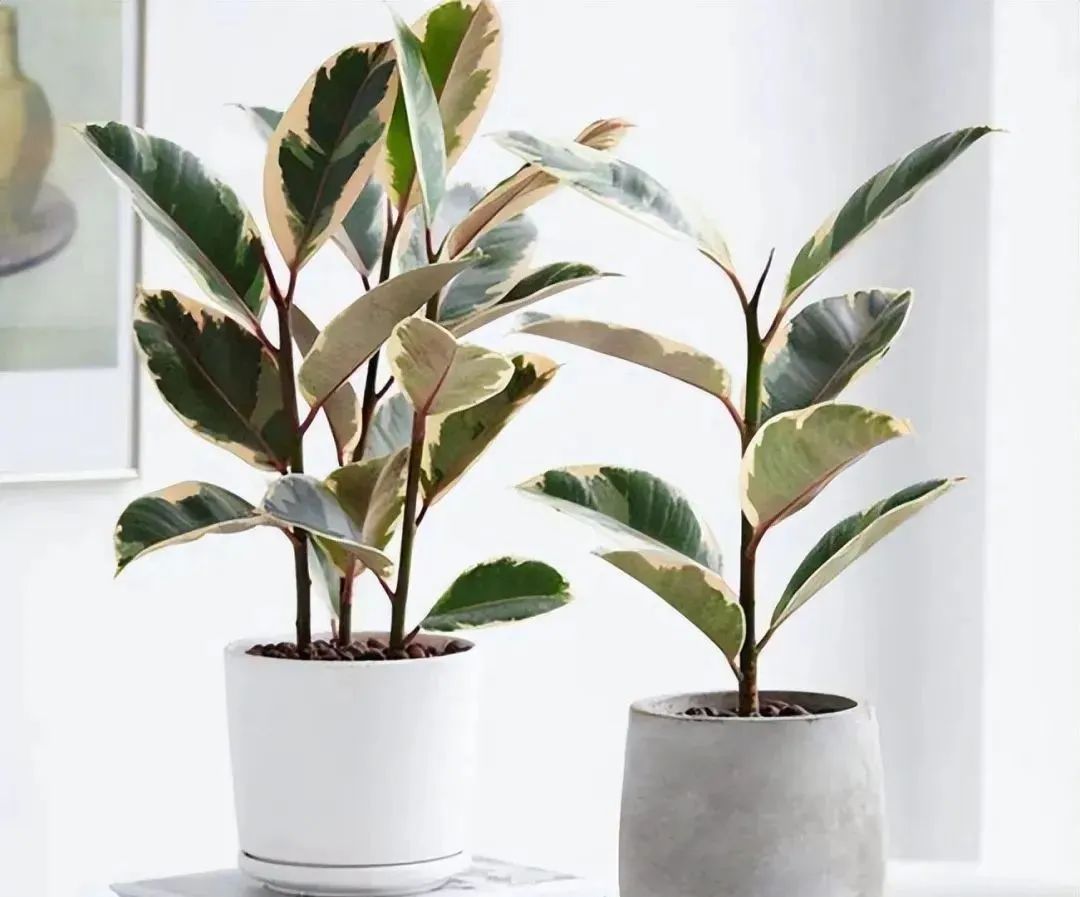 西安花卉租賃植物|西安嘉禾苗圃 西安花卉租賃植物|西安嘉禾苗圃