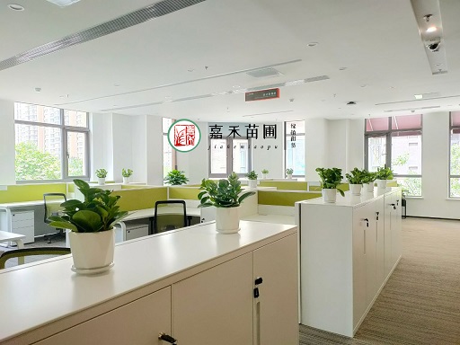 西安700平米辦公室花卉綠植租賃|嘉禾苗圃 西安700平米辦公室花卉綠植租賃|嘉禾苗圃