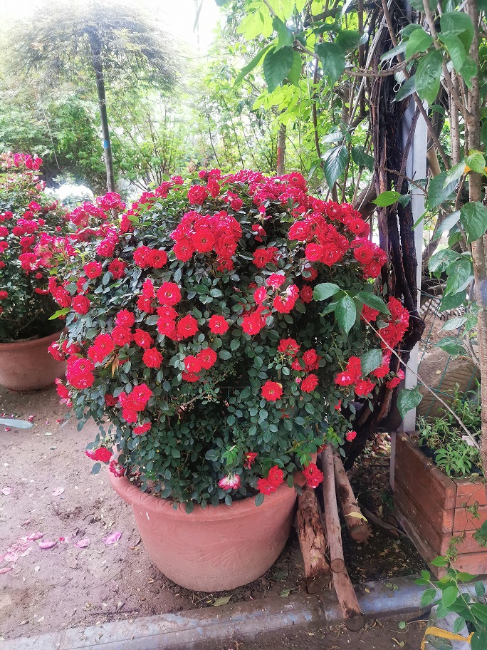 西安花卉租擺養(yǎng)護(hù)|西安嘉禾苗圃 西安花卉租擺養(yǎng)護(hù)|西安嘉禾苗圃