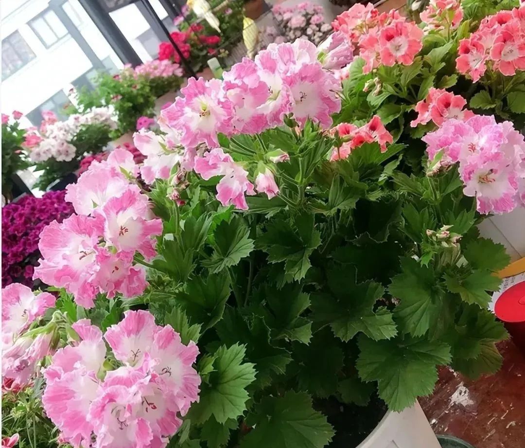 西安花卉租擺植物|西安嘉禾苗圃 西安花卉租擺植物|西安嘉禾苗圃