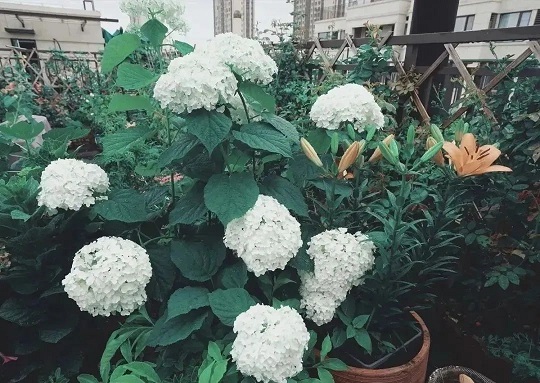 西安花卉租賃|西安嘉禾苗圃 西安花卉租賃|西安嘉禾苗圃