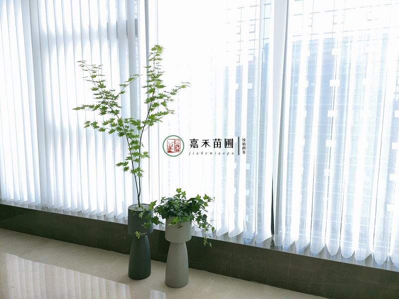 西安定制花卉綠植租賃|西安嘉禾苗圃 西安定制花卉綠植租賃|西安嘉禾苗圃