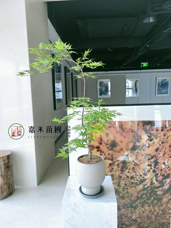 西安花卉綠植租賃高端設(shè)計(jì)|西安嘉禾苗圃 西安花卉綠植租賃高端設(shè)計(jì)|西安嘉禾苗圃