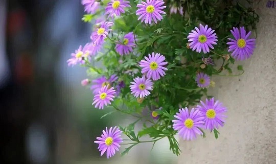 西安花卉租賃姬小菊養(yǎng)護(hù)|西安嘉禾苗圃 西安花卉租賃姬小菊養(yǎng)護(hù)|西安嘉禾苗圃