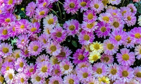 西安花卉租賃瑪格麗特養(yǎng)護(hù)|西安嘉禾苗圃 西安花卉租賃瑪格麗特養(yǎng)護(hù)|西安嘉禾苗圃