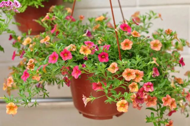 西安花卉租擺百萬小玲|西安嘉禾苗圃 西安花卉租擺百萬小玲|西安嘉禾苗圃