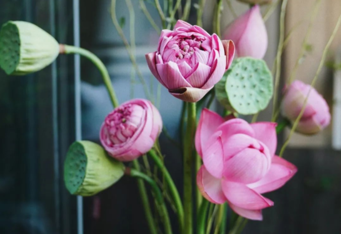 西安花卉租賃植物|西安嘉禾苗圃 西安花卉租賃植物|西安嘉禾苗圃