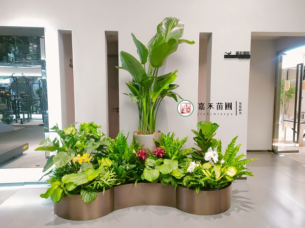 西安健身房高端綠植花卉租賃|西安嘉禾苗圃 西安健身房高端綠植花卉租賃|西安嘉禾苗圃