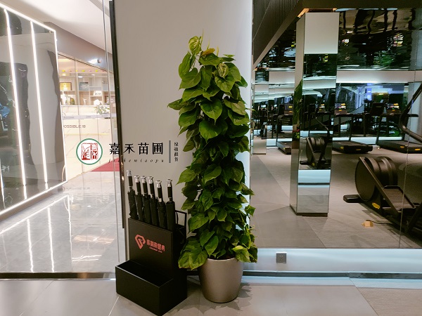 西安健身房綠植花卉租賃公司|西安嘉禾苗圃 西安健身房綠植花卉租賃公司|西安嘉禾苗圃