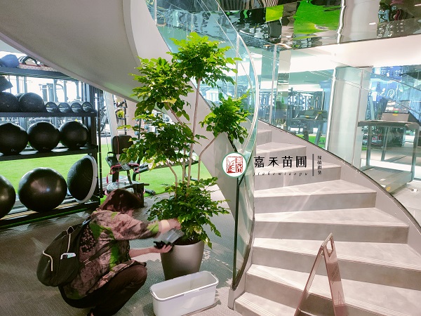 西安綠植租賃養(yǎng)護(hù)|西安嘉禾苗圃 西安綠植租賃養(yǎng)護(hù)|西安嘉禾苗圃