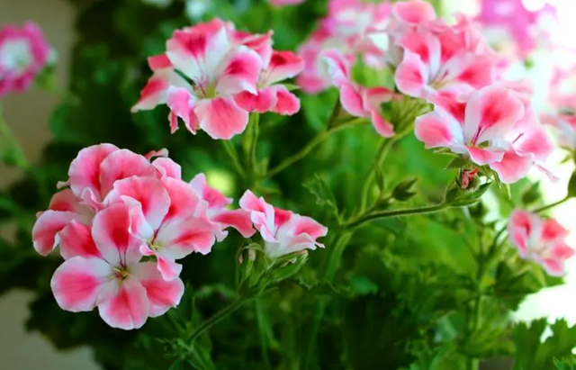天竺葵夏季修剪|西安嘉禾苗圃 天竺葵夏季修剪|西安嘉禾苗圃