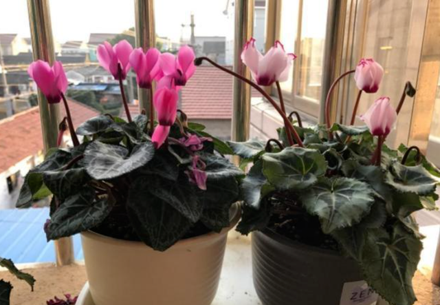 仙客來夏季修剪|西安嘉禾苗圃 仙客來夏季修剪|西安嘉禾苗圃