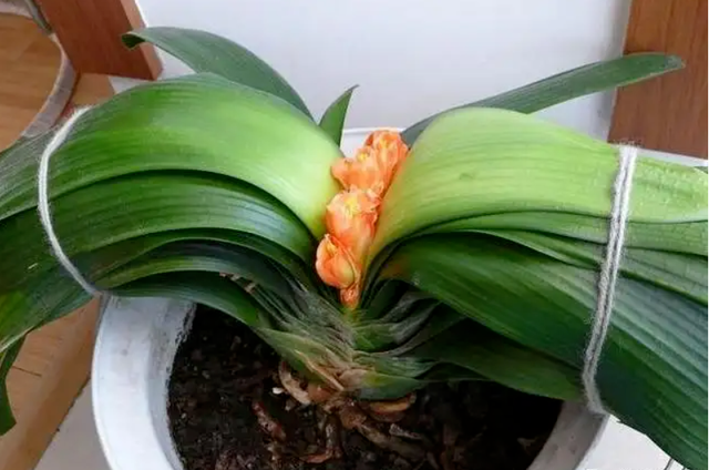 君子蘭夏季修剪|西安嘉禾苗圃 君子蘭夏季修剪|西安嘉禾苗圃