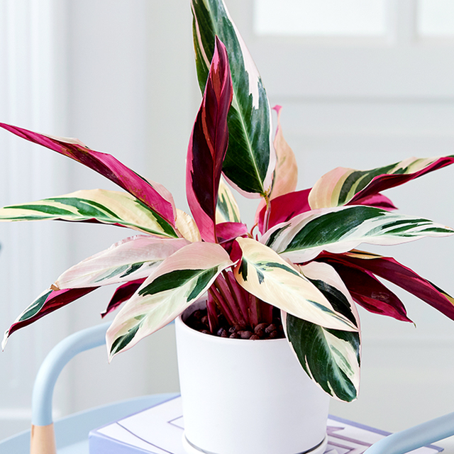 西安綠植租擺公司|西安嘉禾苗圃