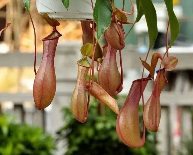 西安租擺室內(nèi)花卉豬籠草|西安嘉禾苗圃 西安租擺室內(nèi)花卉豬籠草|西安嘉禾苗圃