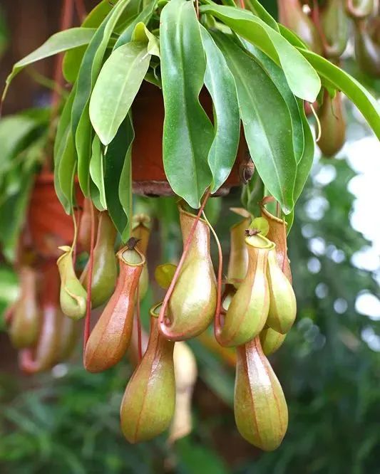 豬籠草養(yǎng)護(hù)指南|西安嘉禾苗圃 豬籠草養(yǎng)護(hù)指南|西安嘉禾苗圃