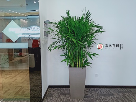 西安花卉租擺市場(chǎng)怎么樣|西安嘉禾苗圃 西安花卉租擺市場(chǎng)怎么樣|西安嘉禾苗圃