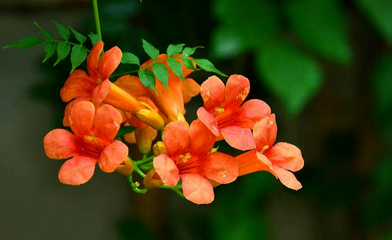 凌霄花的養(yǎng)護方法|西安嘉禾苗圃