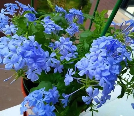 藍雪花養(yǎng)護方法|西安嘉禾苗圃