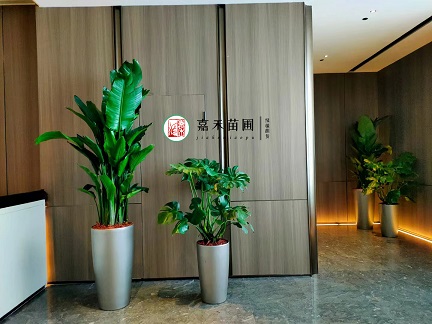 西安租擺花卉植物|西安嘉禾苗圃 西安租擺花卉植物|西安嘉禾苗圃