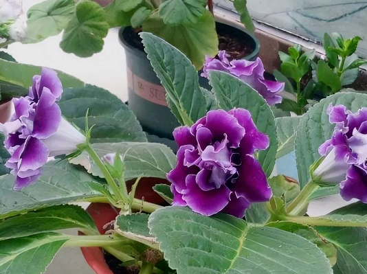 西安花卉租擺大巖桐|西安嘉禾苗圃