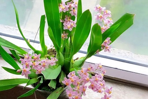 西安花卉租擺文心蘭|西安嘉禾苗圃