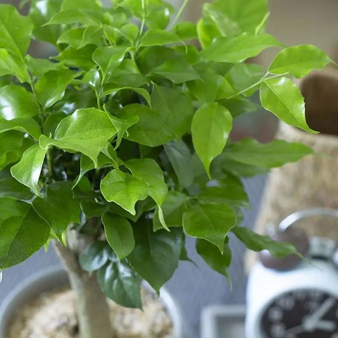 西安綠植租賃幸福樹|西安嘉禾苗圃 西安綠植租賃幸福樹|西安嘉禾苗圃