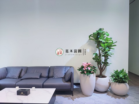 西安綠植租擺價(jià)格明細(xì)|西安嘉禾苗圃 西安綠植租擺價(jià)格明細(xì)|西安嘉禾苗圃