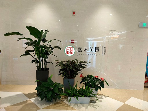 西安綠植租賃公司|西安嘉禾苗圃 西安綠植租賃公司|西安嘉禾苗圃