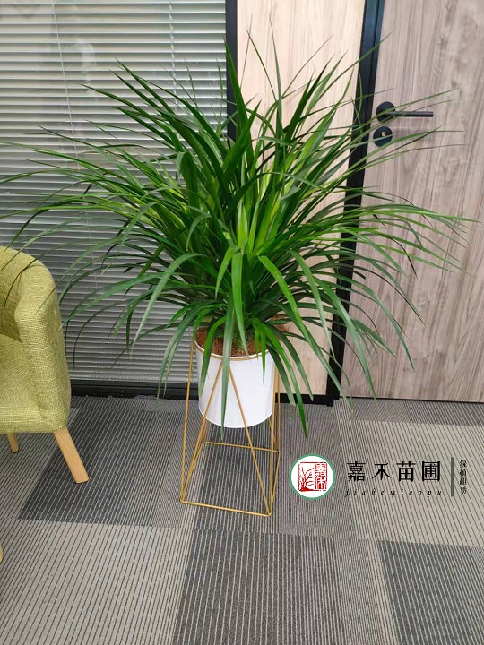 西安綠植租賃哪家好|西安嘉禾苗圃 西安綠植租賃哪家好|西安嘉禾苗圃